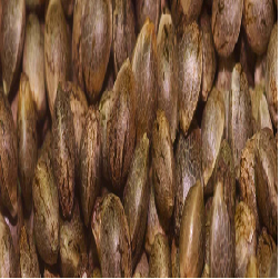 ARJAN'S STRAWBERRY HAZE ·...